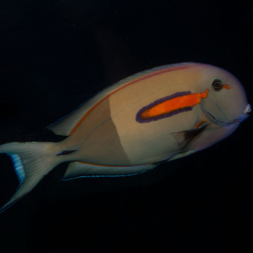 Acanthurus Olivaceus  : 10-12 cm